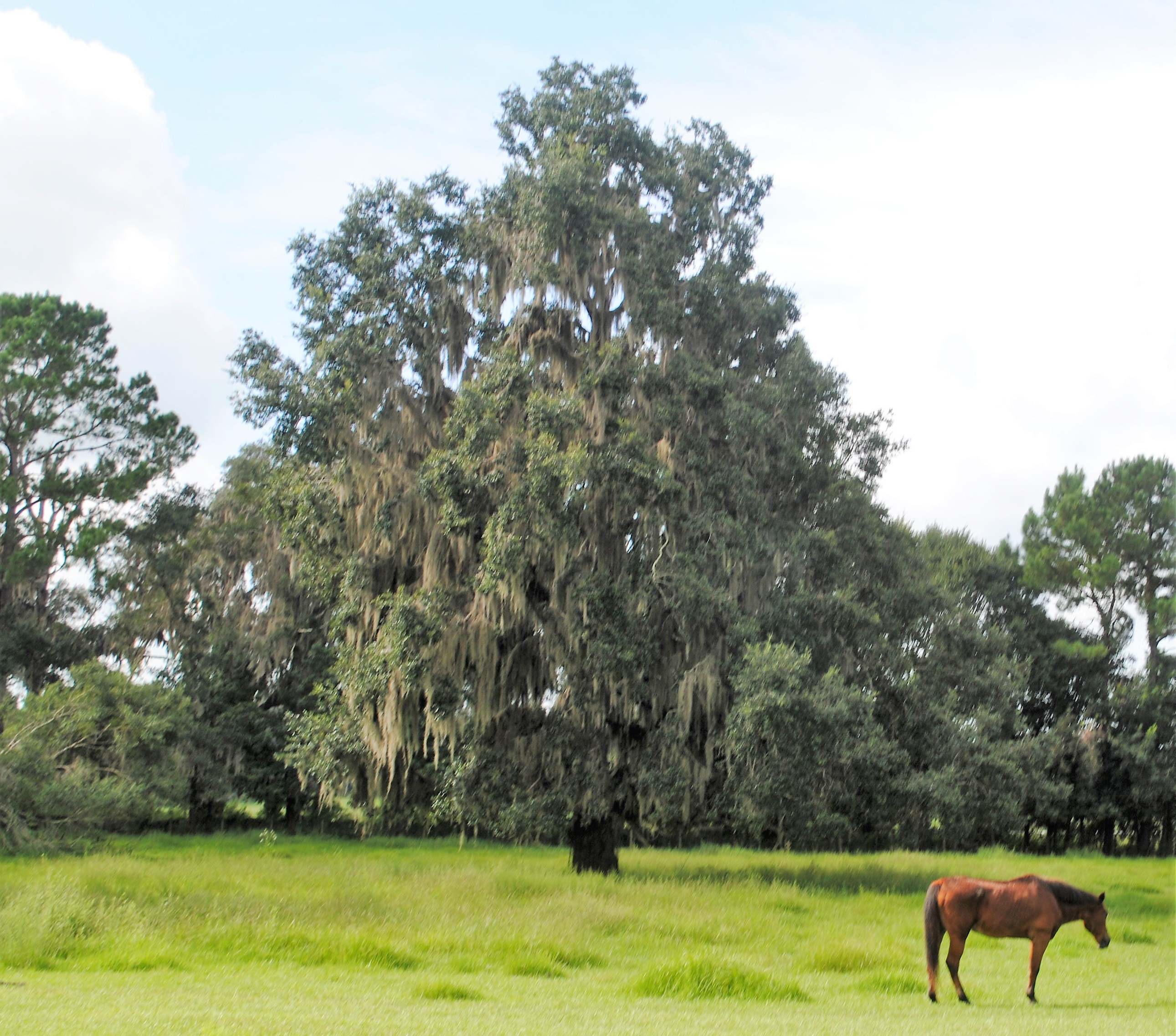 Ocala and Marion County Florida